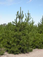 Lodgepole Pine